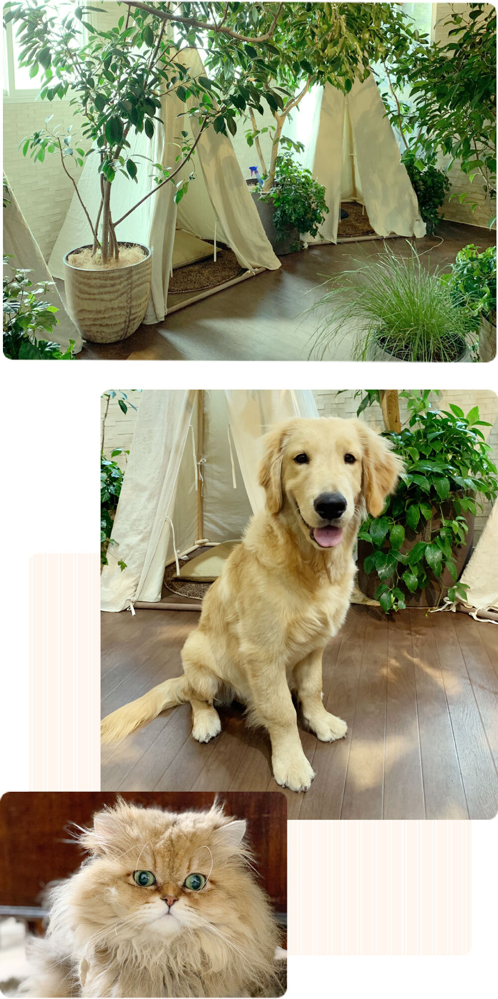 dog-and-cat.jpg
