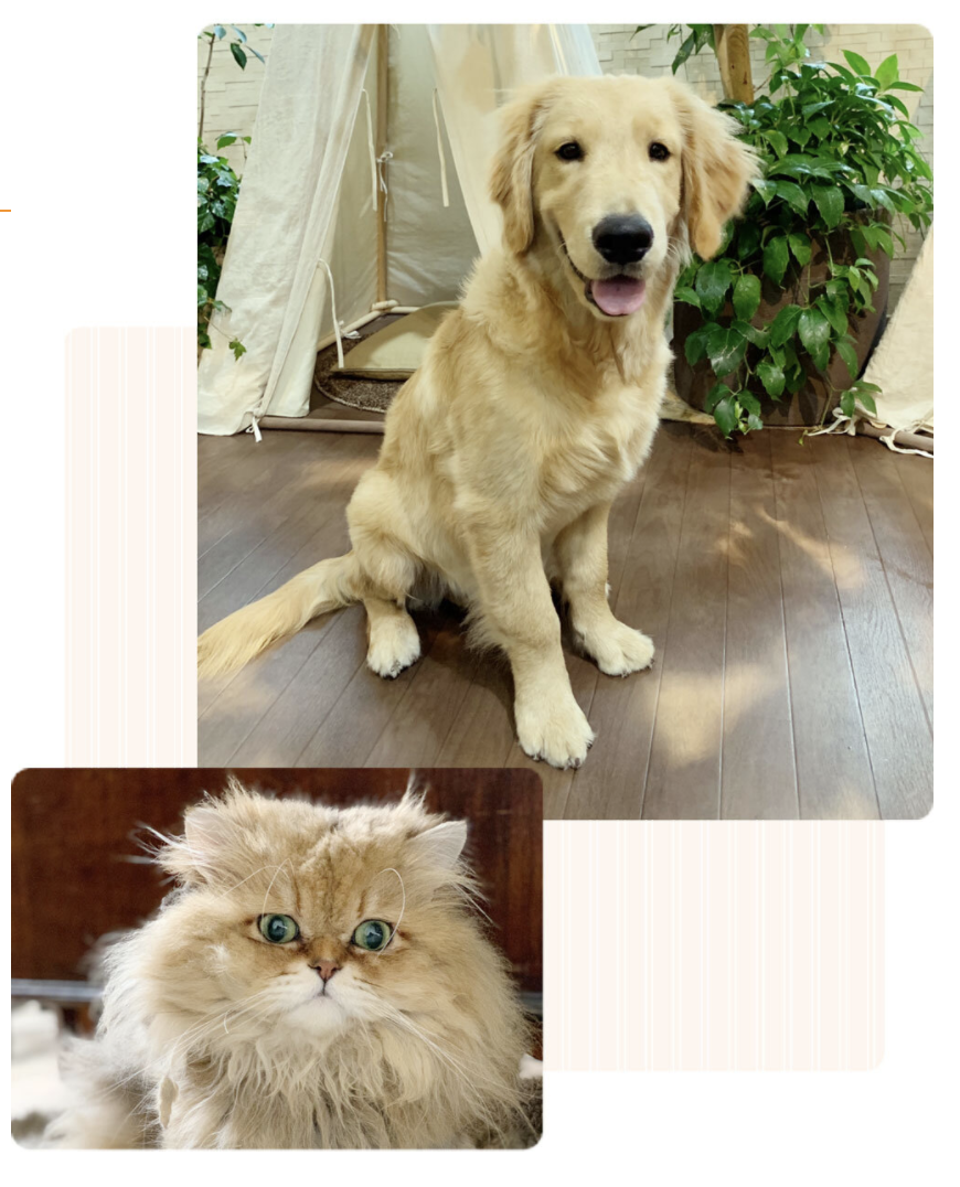 dog-and-cat.jpg